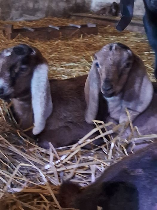 Англо-нубийские козочки  козлики камори