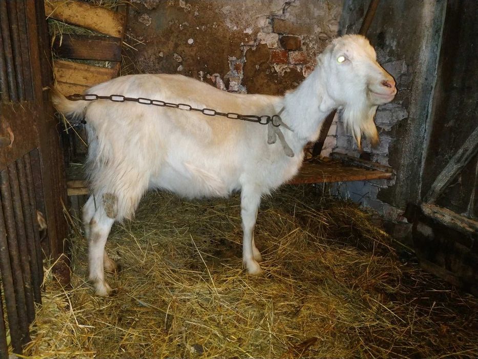 Продається молода коза
