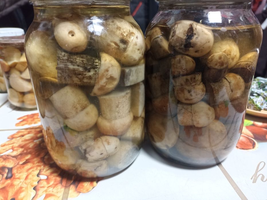 Продам різні види грибів