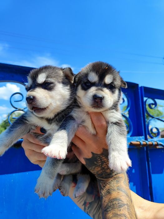 Аляскінський маламут- є вибір