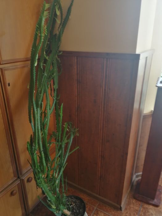 Kaktus wilczomlecz ok 160cm