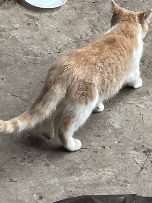 SOS! Чудові котики в добрі руки