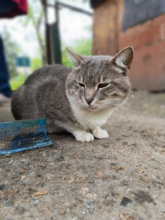 в добрі руки котик