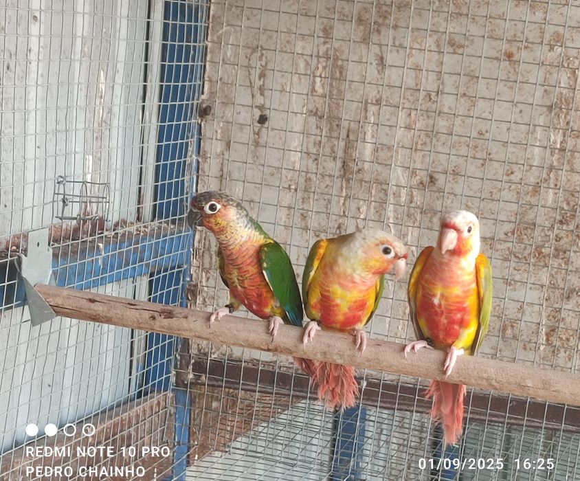 1 macho Pyrrhura pinealple