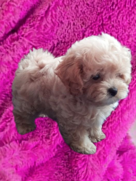 Малюки ф 1 мальтіпу