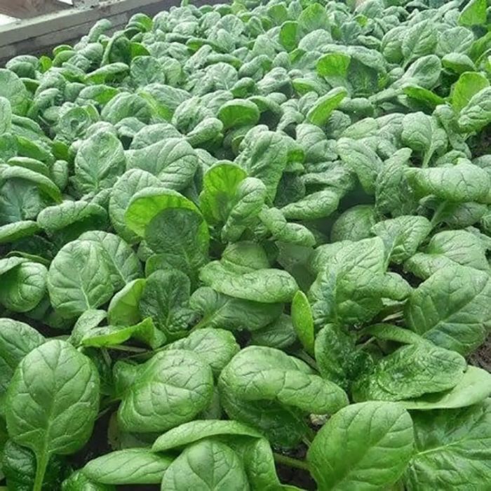 Насіння Шпинату БОА F1 BOA F1 Семена Шпината