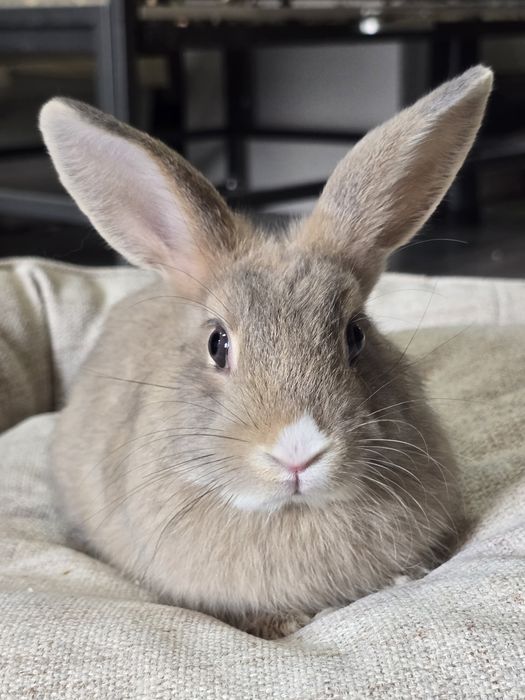 Króliczek karzełek Agouti (dziewczynka)