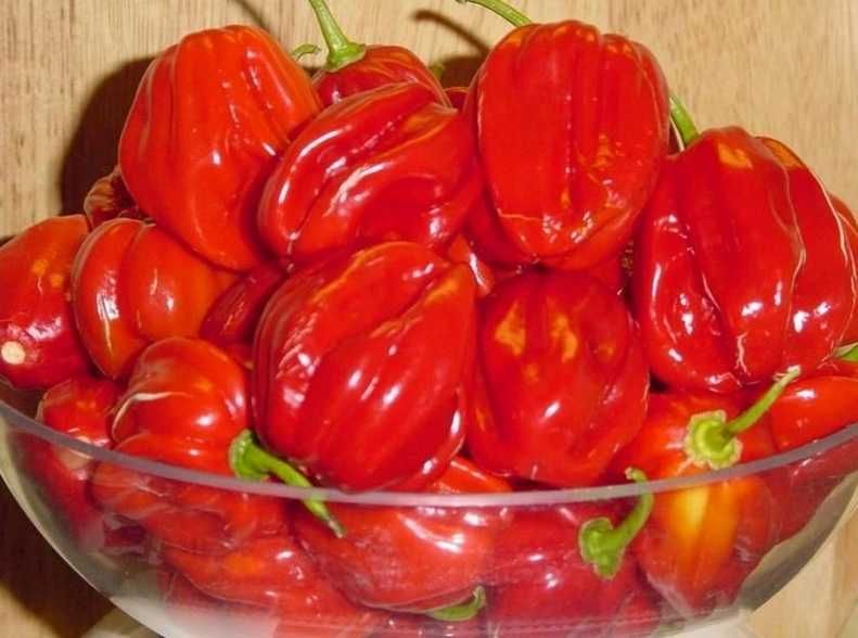 Papryka Chilli Habanero Red Savina - Nasiona 50 szt
