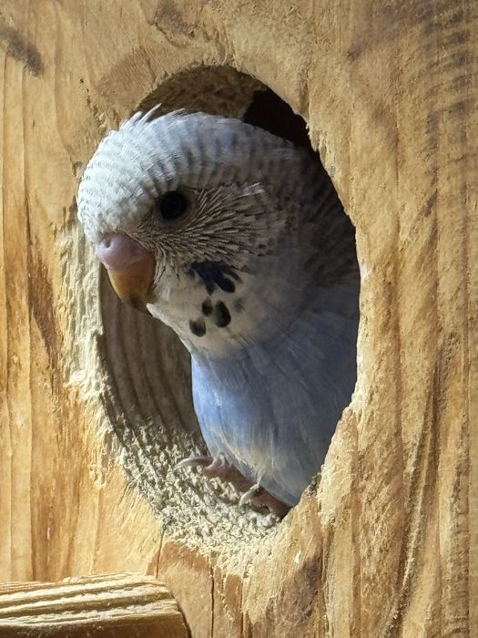 Teczowe papugi faliste oswojone