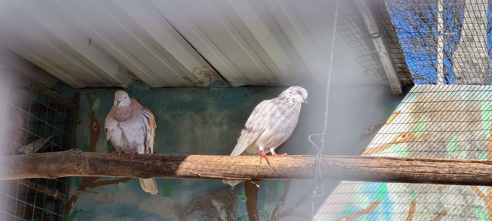 Pombas, pombos papo de Pomerânia, cabeleireira, cambalhota port