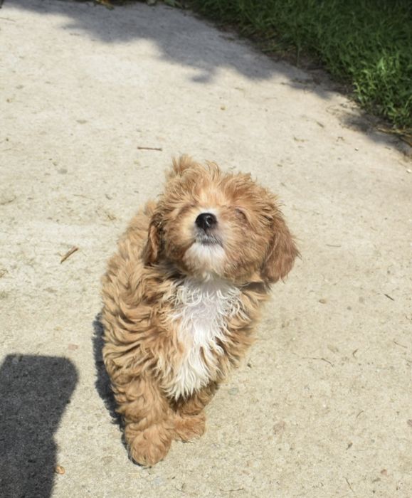 Maltipoo Antonina-Antosia