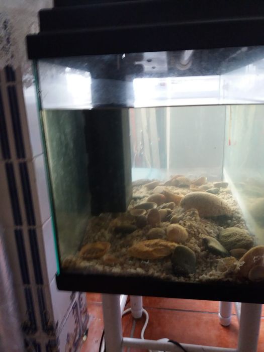 Aquário com termómetro