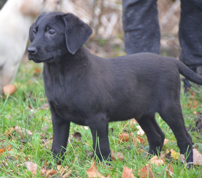 Szczeniak labrador