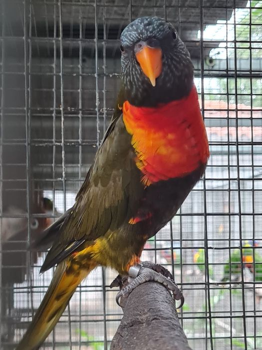 Loris molucano mutação