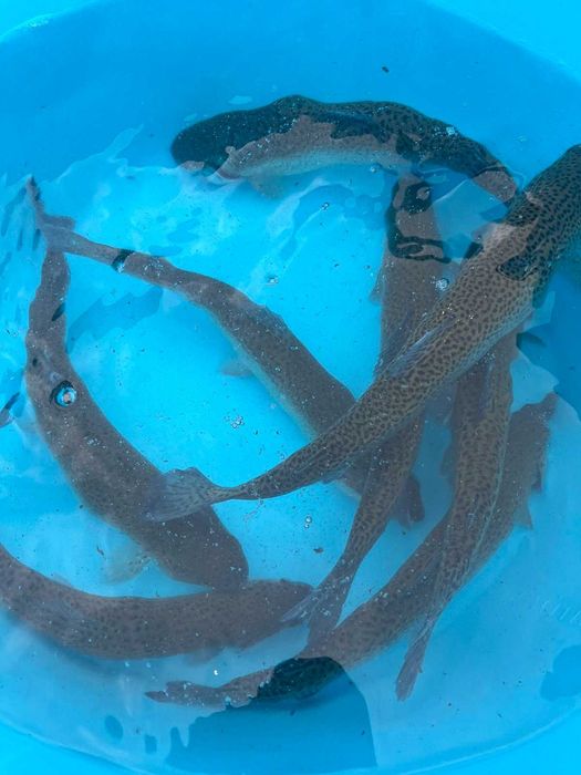 Форель радужная Ирпень 330 грн