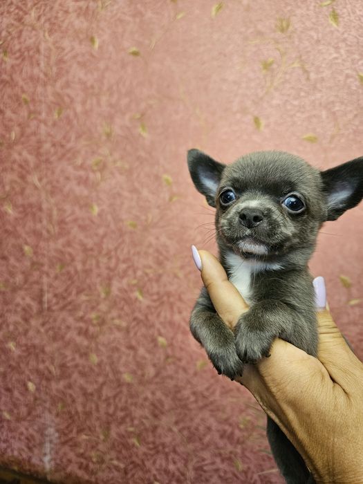 Блакитний хлопчик чіхуахуа