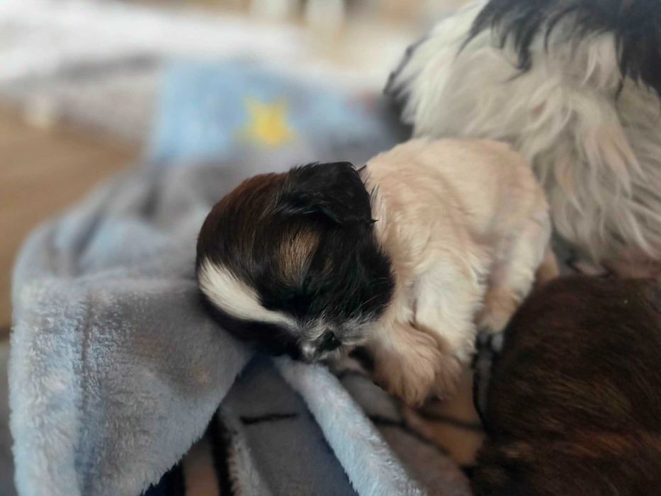 sprzedam szczeniaki shih tzu