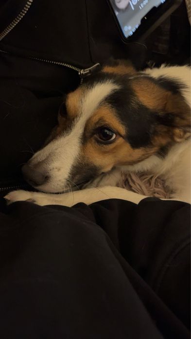 Sunia Trixie do pilnej adopcji