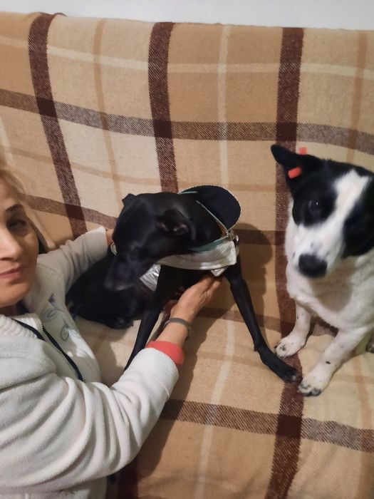 Сабаки отдам домашние