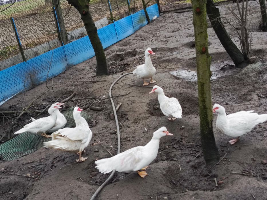 Sprzedam jaja lęgowe kaczek francuskich