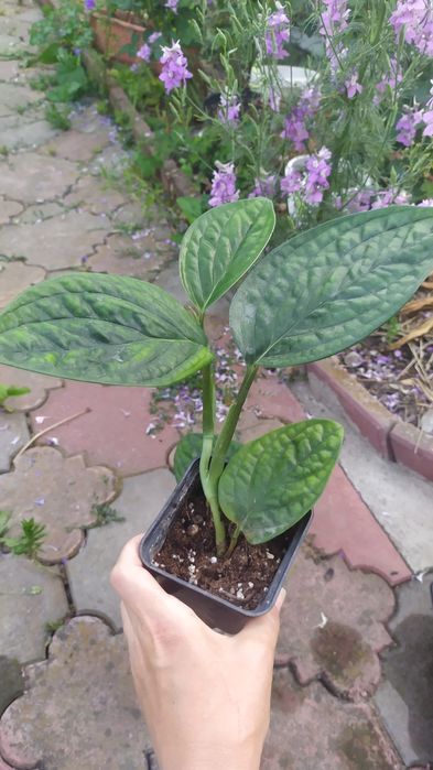 Епіпремнум марбл планет