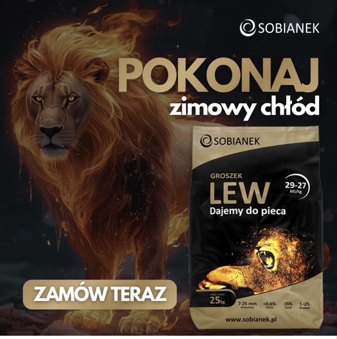 Lew sobianek groszek  5-25