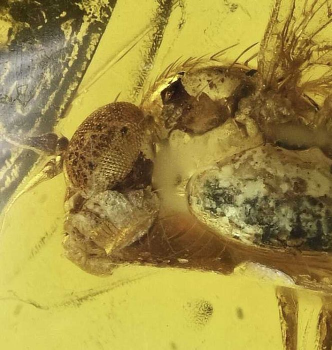 Fossil: Ambar do Eoceno com inseto