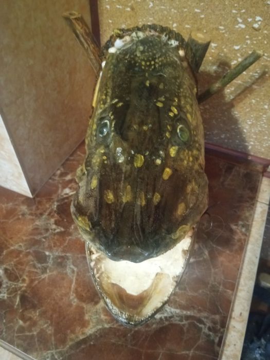 Чучело рыбы "Щука"