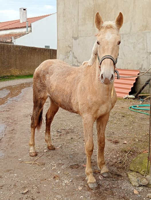 Vendo poldra palomina 2 anos