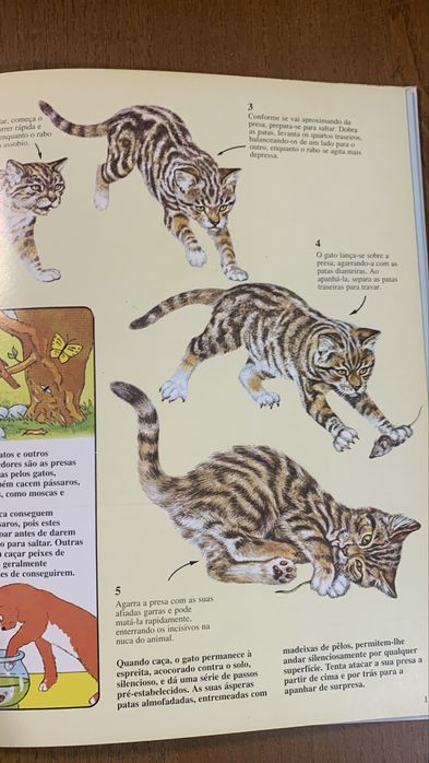 Conheça os gatos - girassol