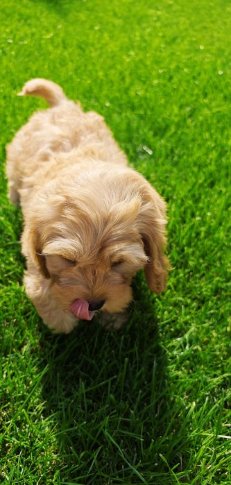 **Cavapoo**cudowny piesek!