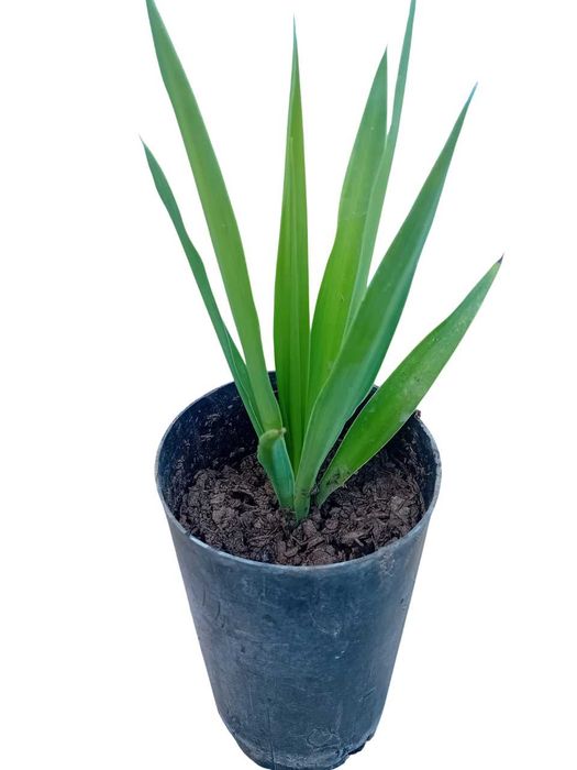 Yucca a'rvore em vaso