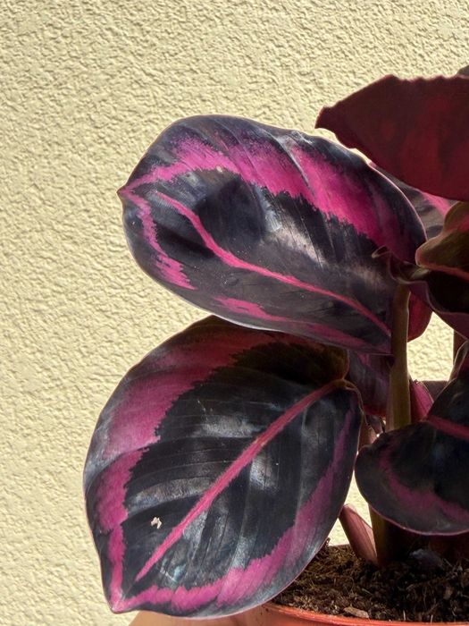 Planta Calathea