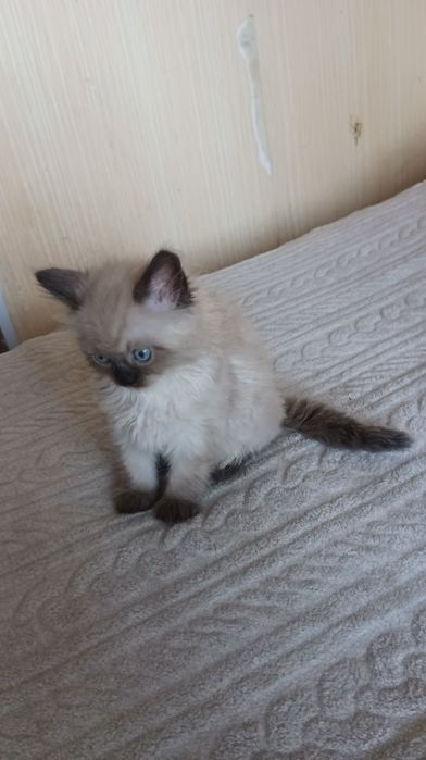 Невстка маскарадна хлопчик 1,5 місяці