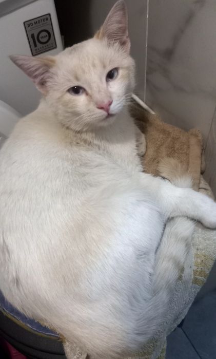 Віддам котика в добрі руки