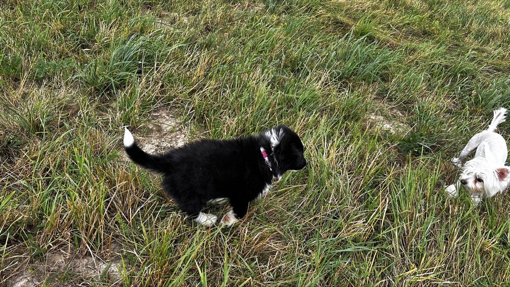 Border collie czarno-biala suczka „Malina”