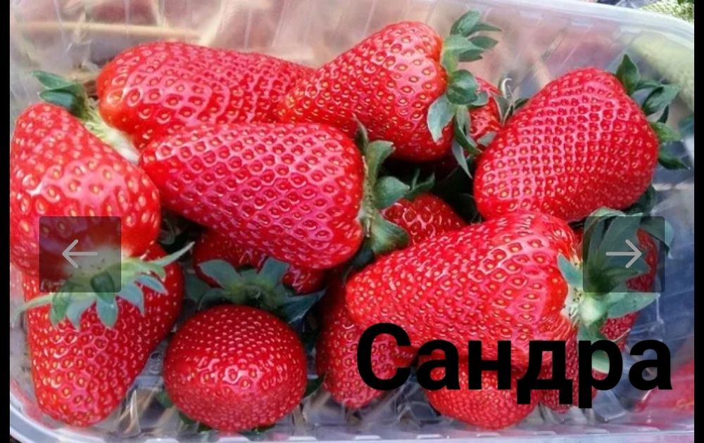 Продам саженцы клубники Сандра