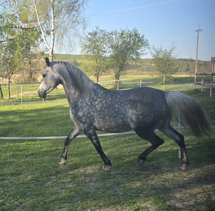 Klacz-Czysta Krew Arabska