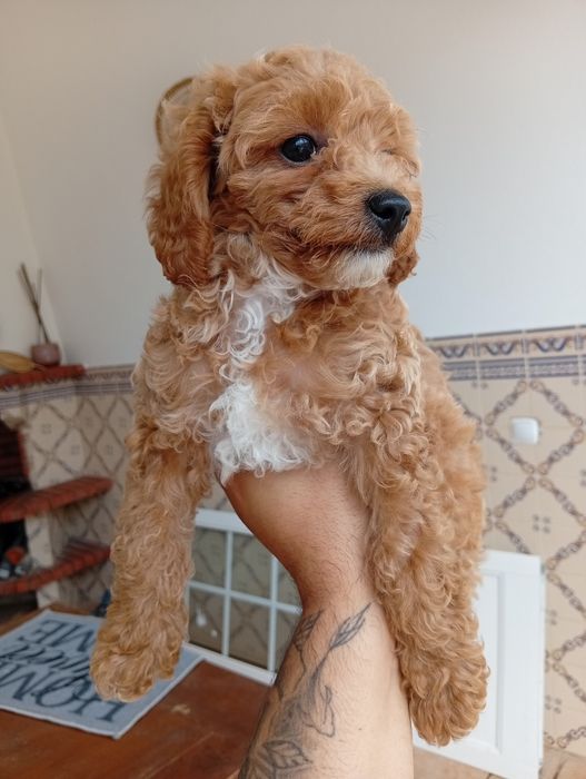 Caniche/ Poodle toy menino