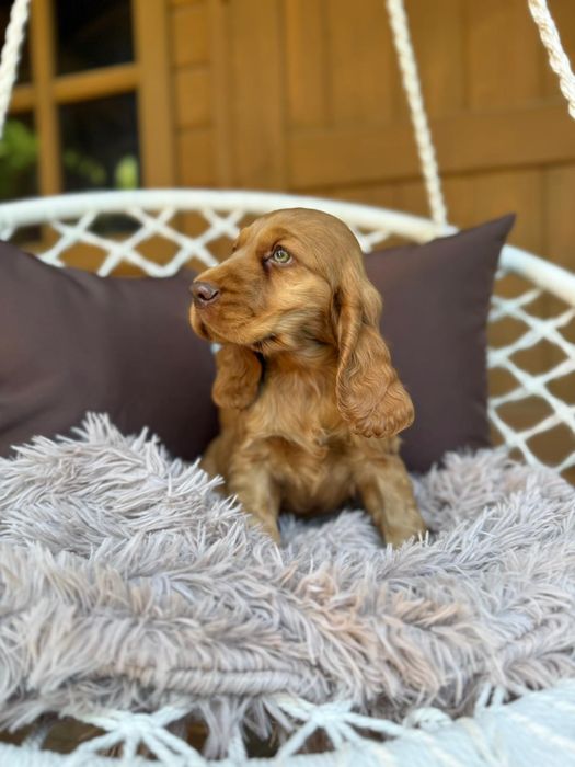 Cocker spaniel angielski Piesek
