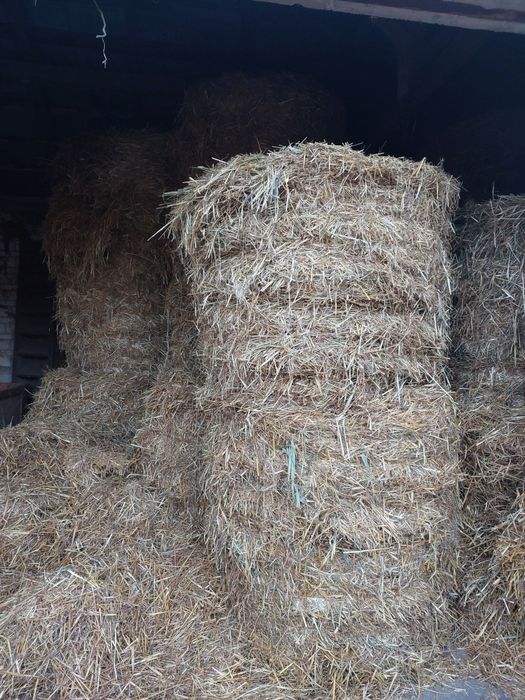 Słoma owsiana i owies paszowy