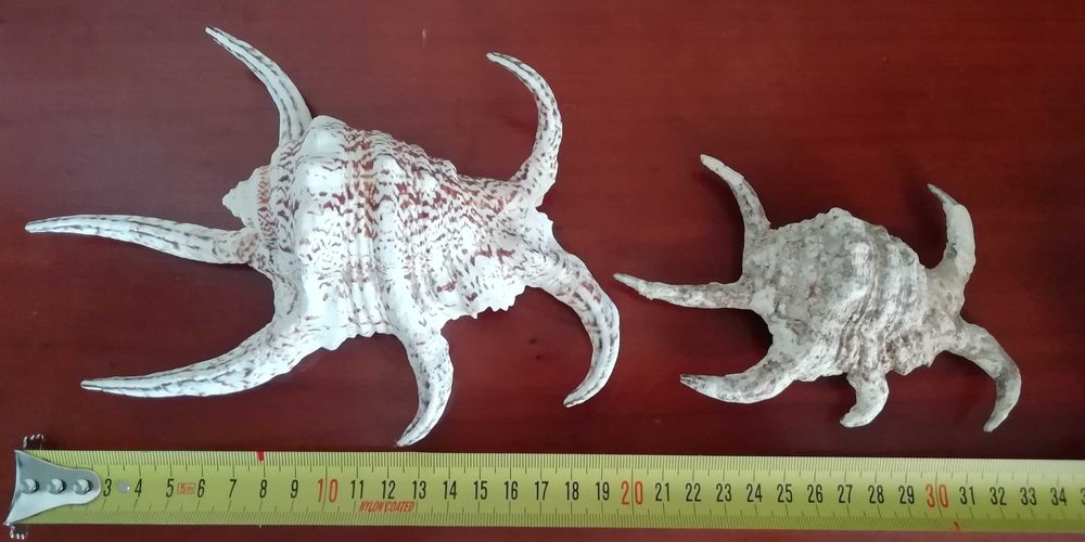 Мушля Lambis Chiragra . Ракушка . Ціна за 2 штуки .