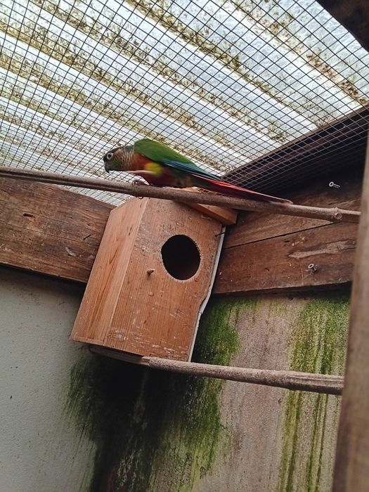 Pyuhurra  de boa saúde