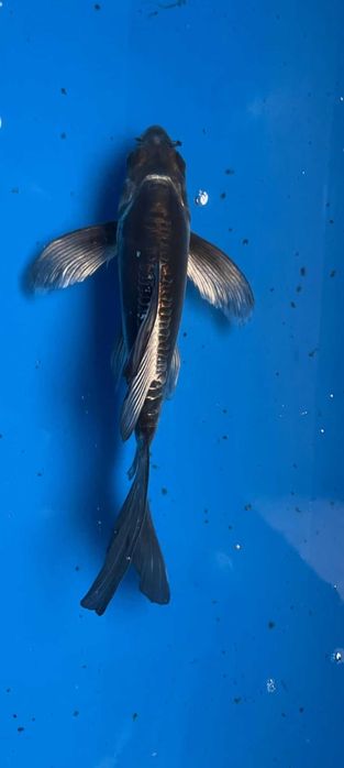 Karp koi butterfly long fin oczko wodne staw