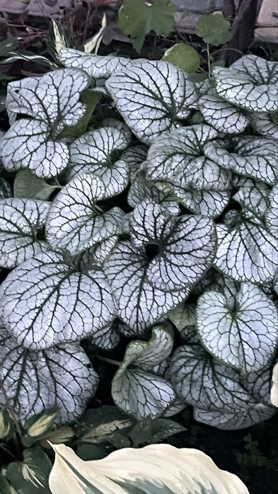 Гейхера хоста рослини для напівтіні та сонця