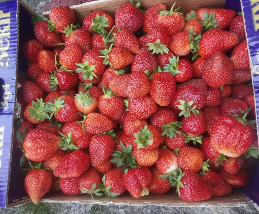 Продам саджанці полуниці сорт Альба, Азія,Мармелада , Сирія та інших.