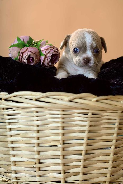 Маленькие малыши с огромным любящим сердцем, для лучших родителей!!!