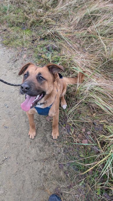 DODA - młoda, duża, wesoła suczka. Schronisko w Radlinie k. Jarocina