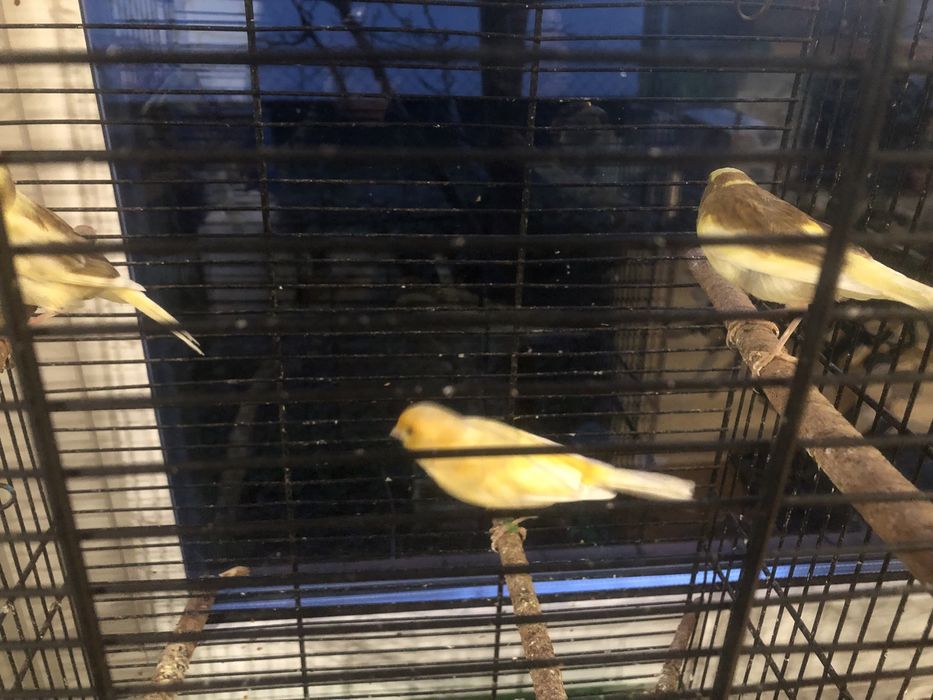 Kanarki kanarek samica samice