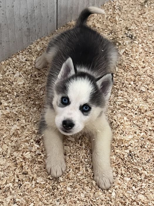 Husky Siberiano